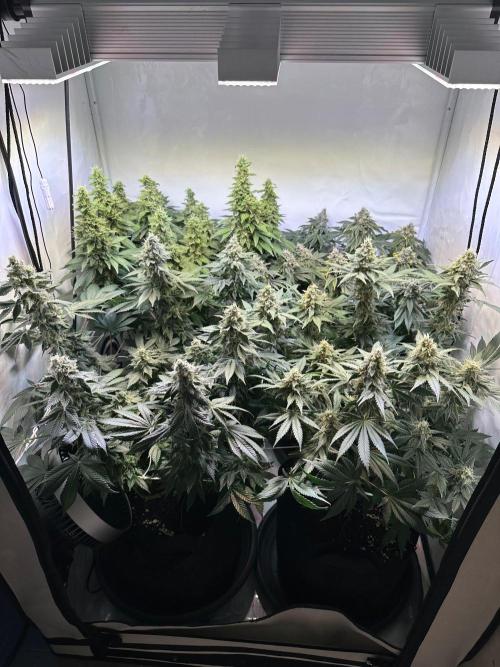 The Sativa Run. Week 13