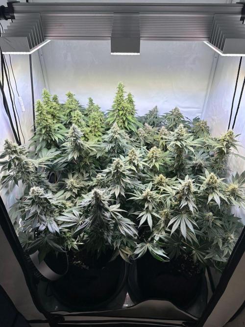 The Sativa Run. Week 13