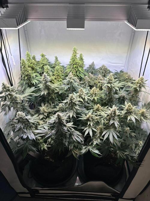 The Sativa Run. Week 13