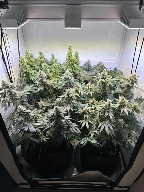 The Sativa Run. Week 13