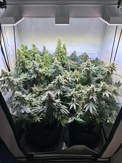 The Sativa Run. Week 13