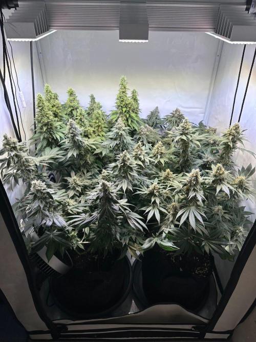 The Sativa Run. Week 13