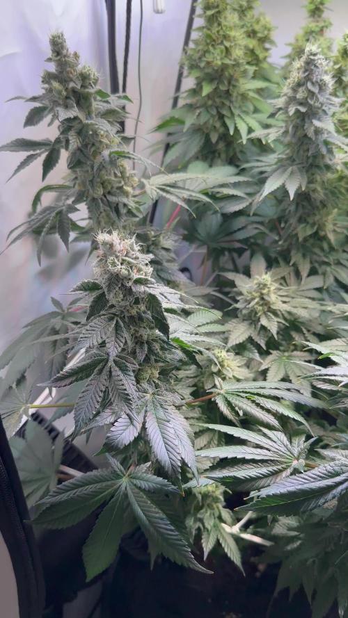 The Sativa Run