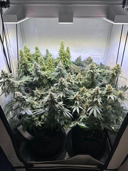 The Sativa Run. Week 14
