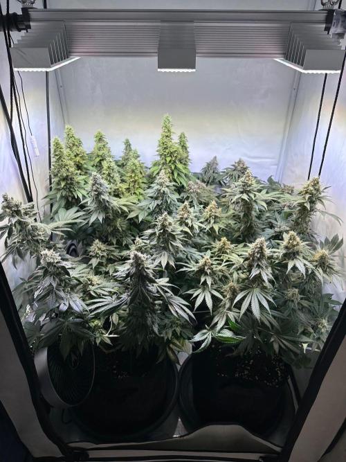 The Sativa Run. Week 14