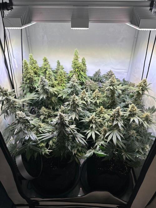 The Sativa Run. Week 14