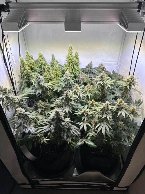 The Sativa Run. Week 14