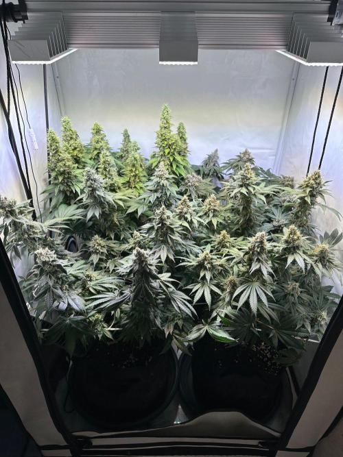 The Sativa Run. Week 14