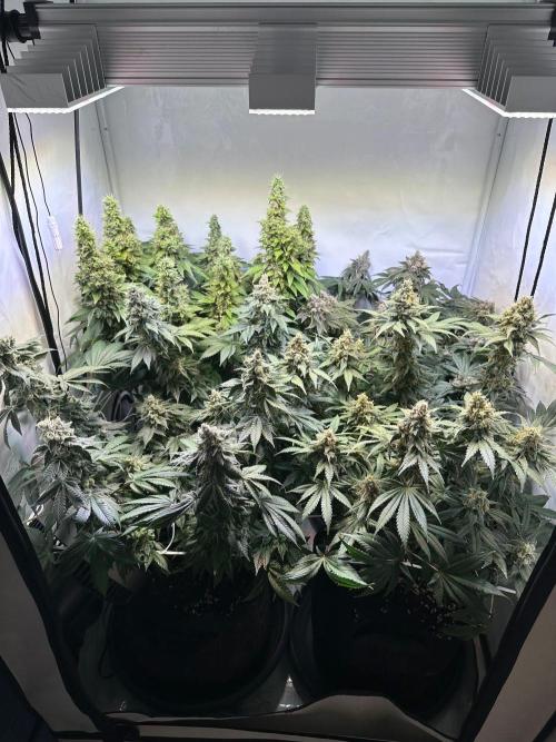 The Sativa Run. Week 14