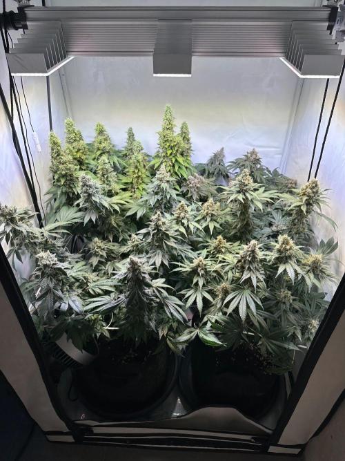 The Sativa Run. Week 14
