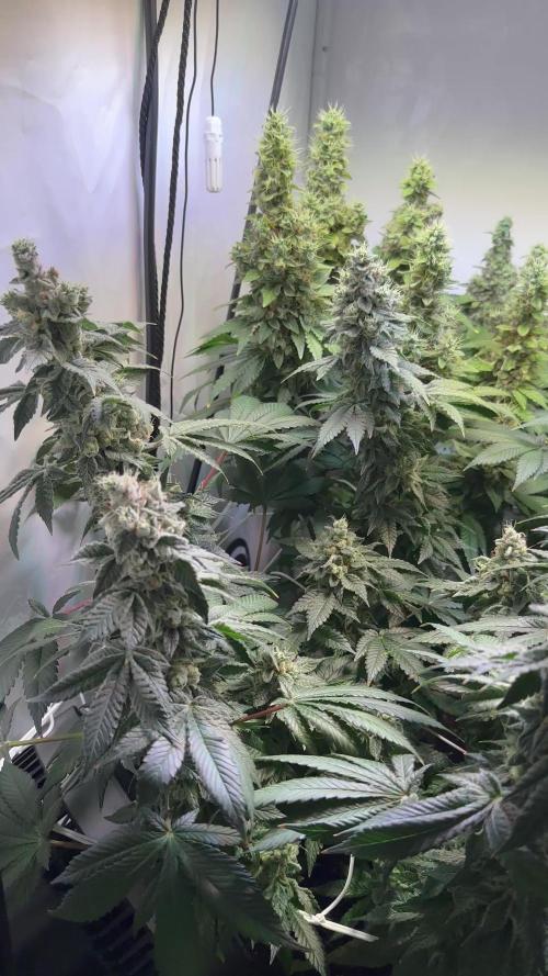 The Sativa Run