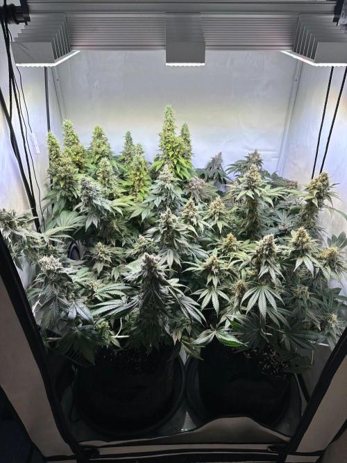 The Sativa Run. Week 15