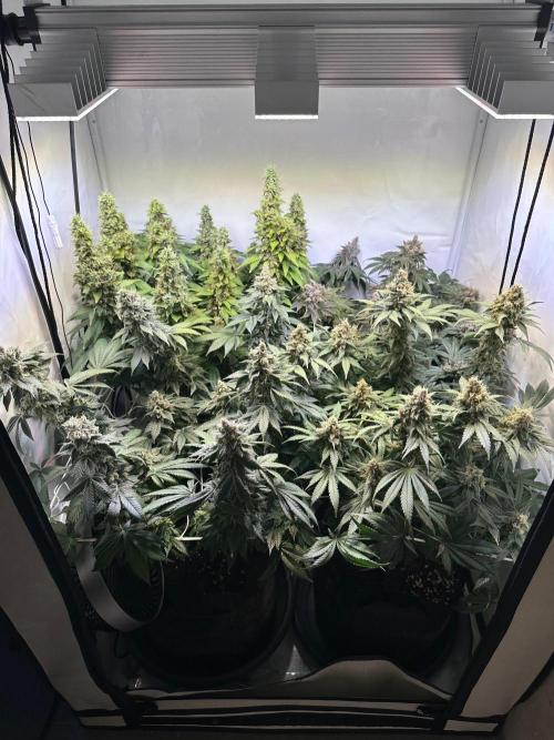 The Sativa Run. Week 15