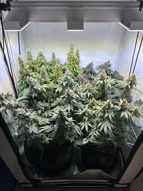 The Sativa Run. Week 15