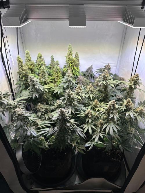 The Sativa Run. Week 15