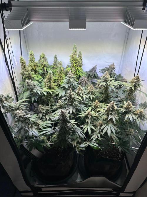 The Sativa Run. Week 15