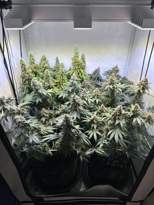 The Sativa Run. Week 15