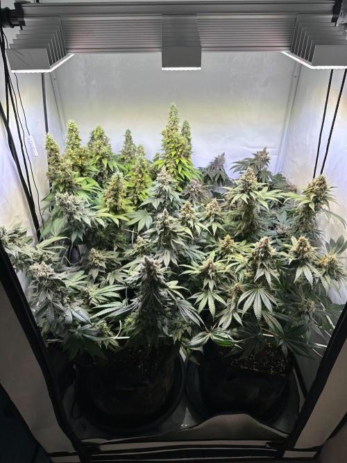 The Sativa Run. Week 15
