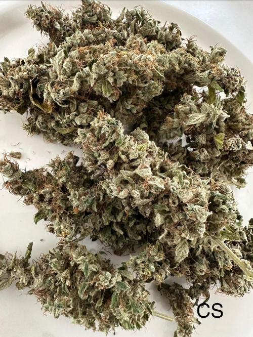 The Sativa Run. Week 16