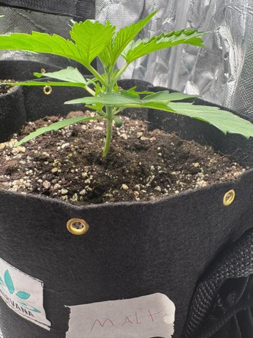 Maltezerz - G13. Week 2