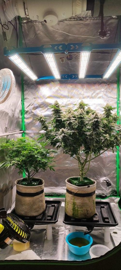 50 Dragons(+clone) by UKHTA. Week 12