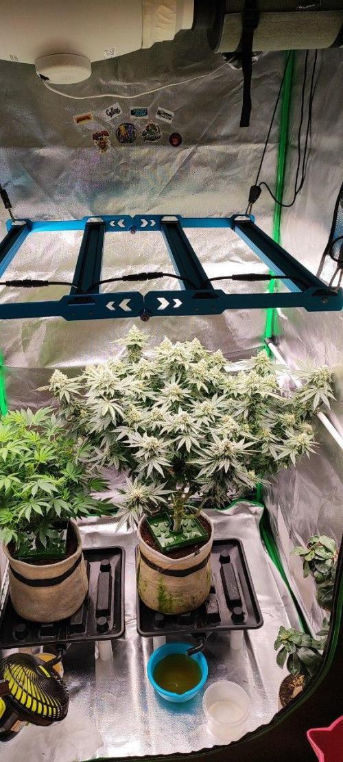 50 Dragons(+clone) by UKHTA. Week 12