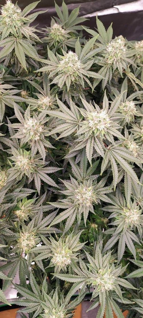 50 Dragons(+clone) by UKHTA. Week 12