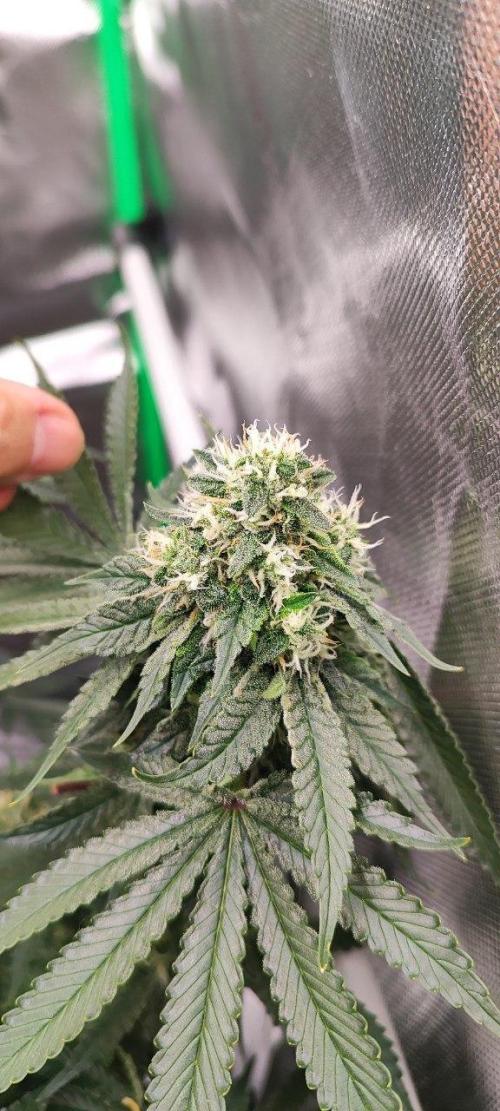 50 Dragons(+clone) by UKHTA. Week 12