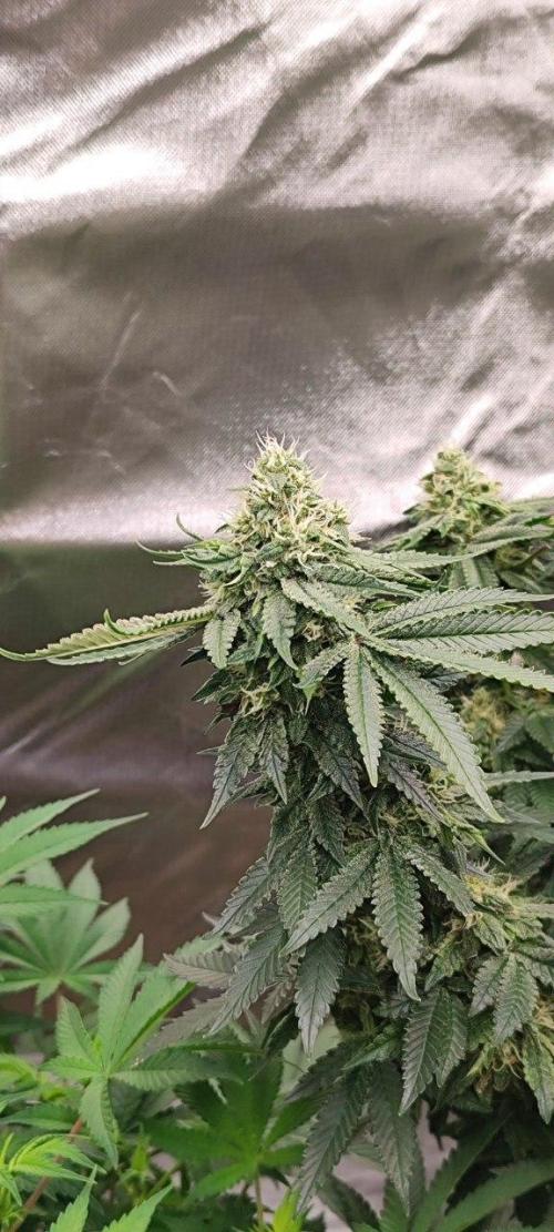 50 Dragons(+clone) by UKHTA. Week 12