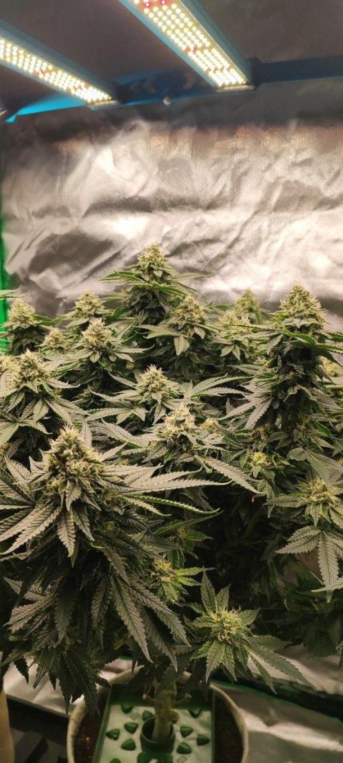 50 Dragons(+clone) by UKHTA. Week 12