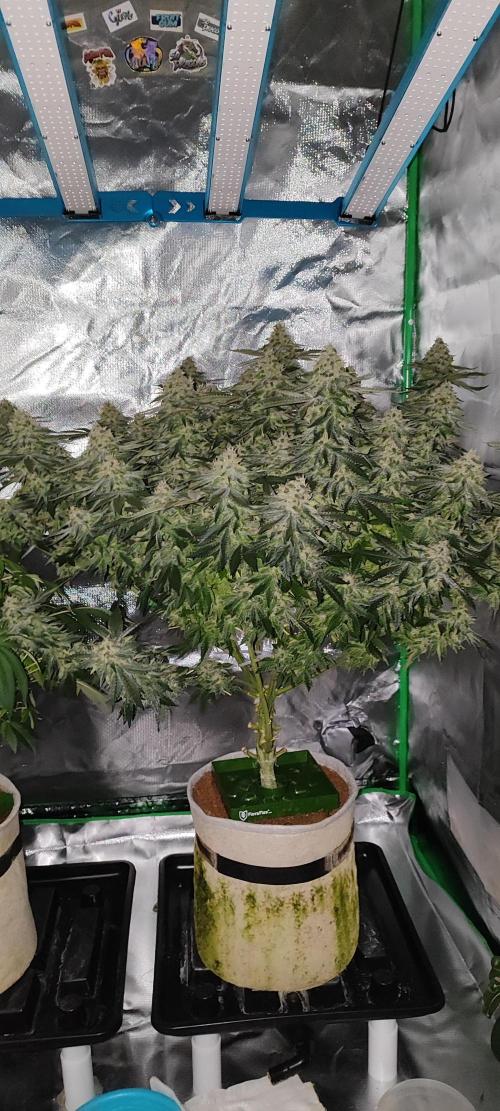 50 Dragons(+clone) by UKHTA. Week 13