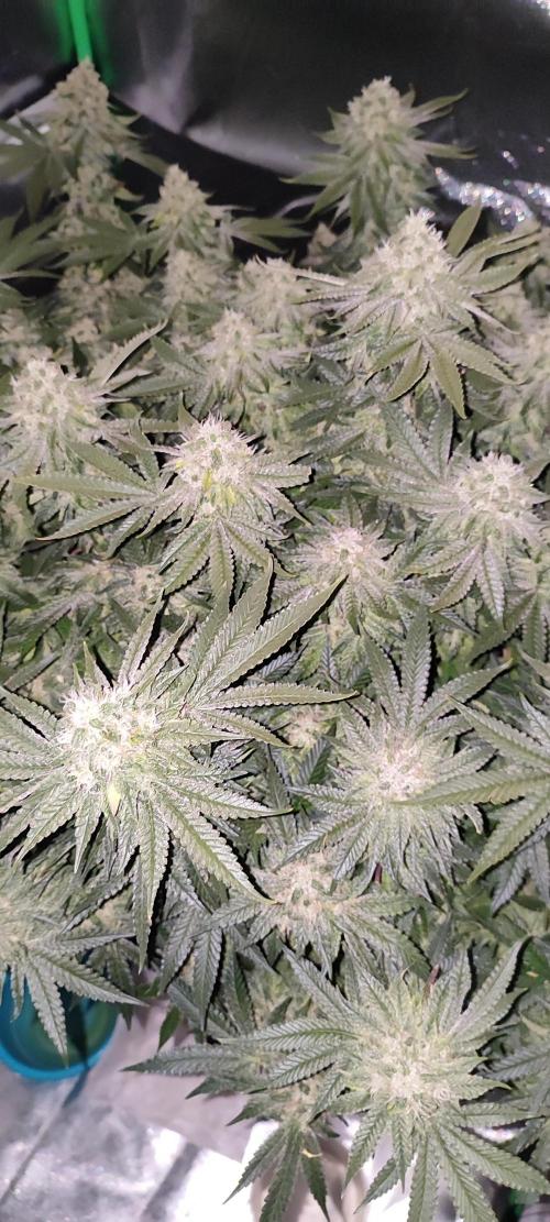 50 Dragons(+clone) by UKHTA. Week 13