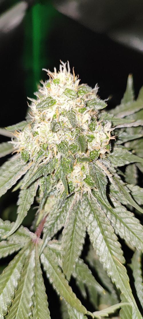 50 Dragons(+clone) by UKHTA. Week 13