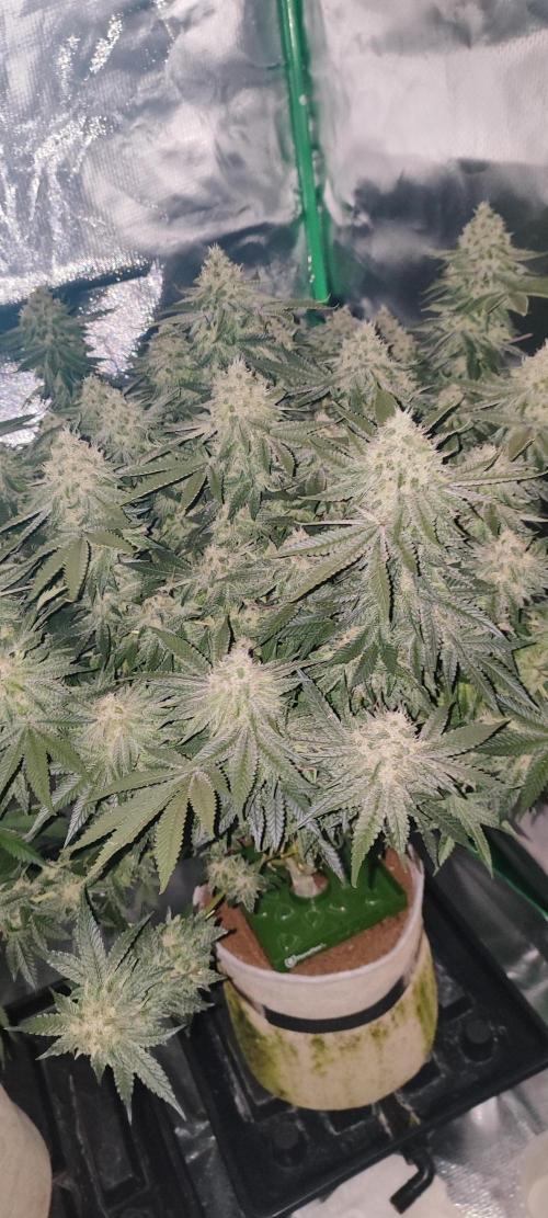 50 Dragons(+clone) by UKHTA. Week 13