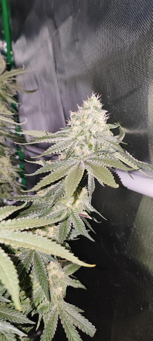 50 Dragons(+clone) by UKHTA. Week 14