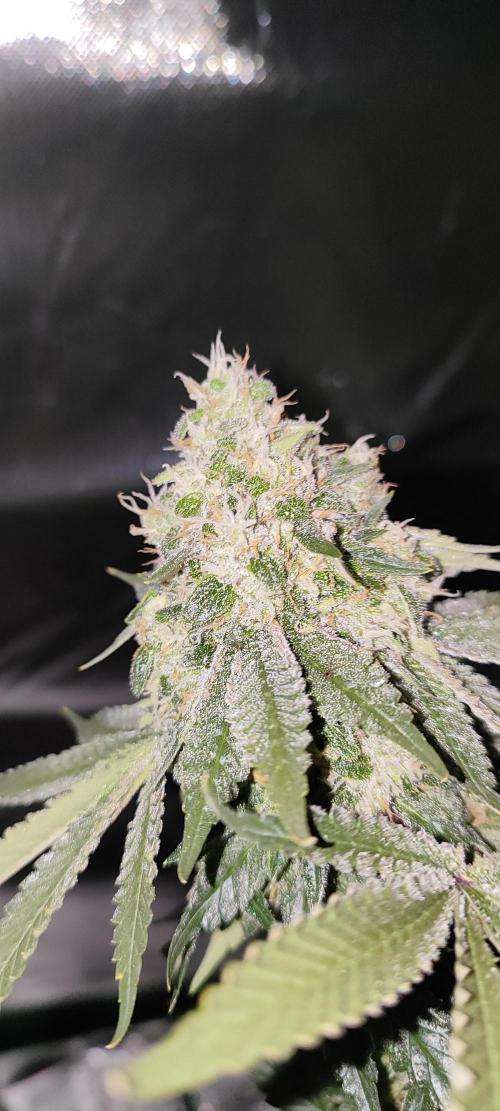 50 Dragons(+clone) by UKHTA. Week 14