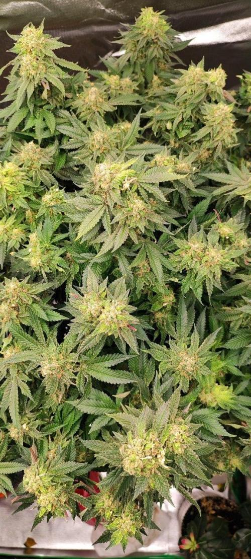 50 Dragons(+clone) by UKHTA. Week 14