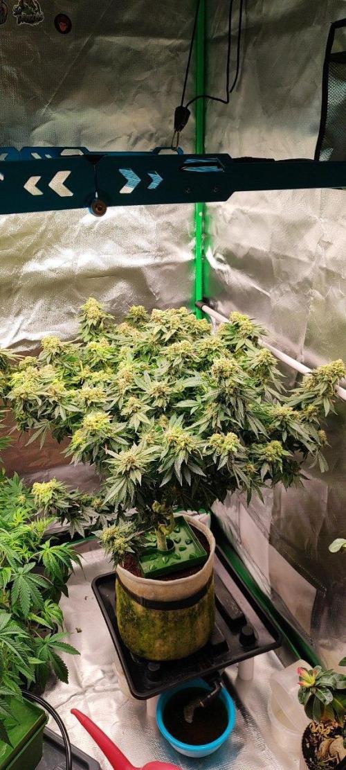 50 Dragons(+clone) by UKHTA. Week 14