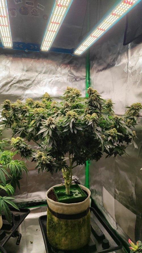 50 Dragons(+clone) by UKHTA. Week 14