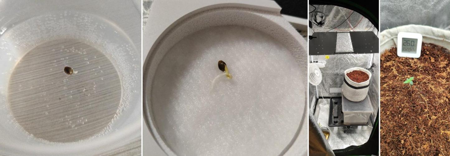 UKHTA (bonus unknown seed). Week 0