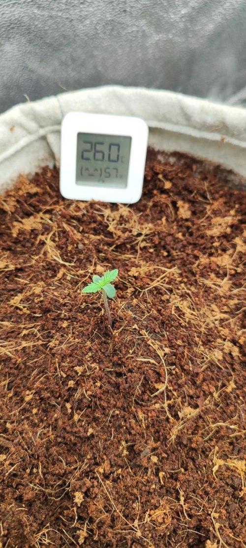 UKHTA (bonus unknown seed). Week 0