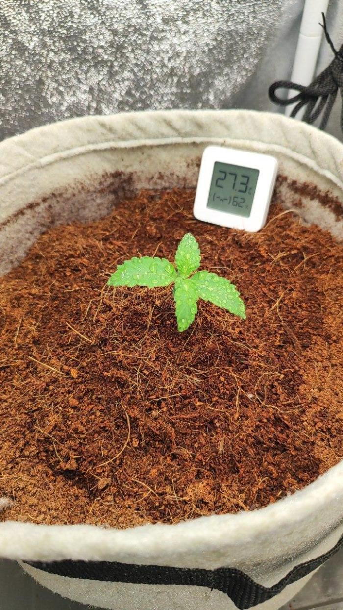 UKHTA (bonus unknown seed). Week 1 - 7 day7 da