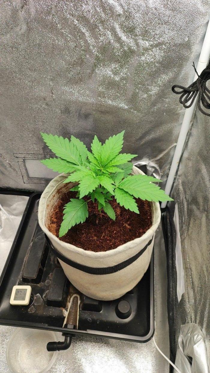 UKHTA (bonus unknown seed). Week 2 - 14d