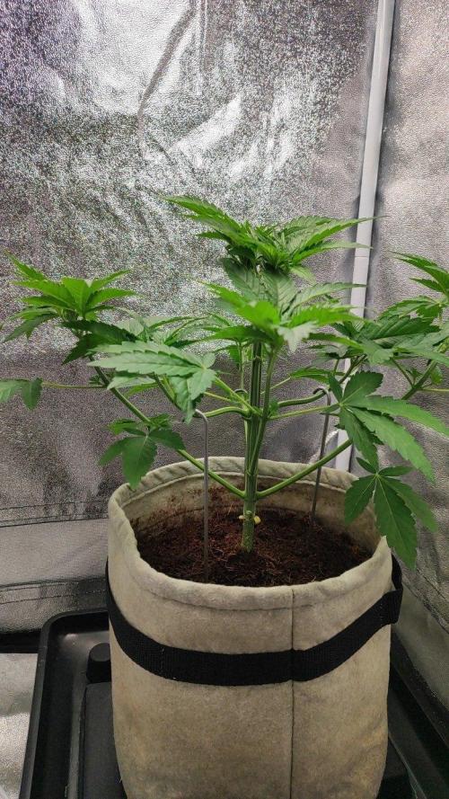 UKHTA (bonus unknown seed). Week 3