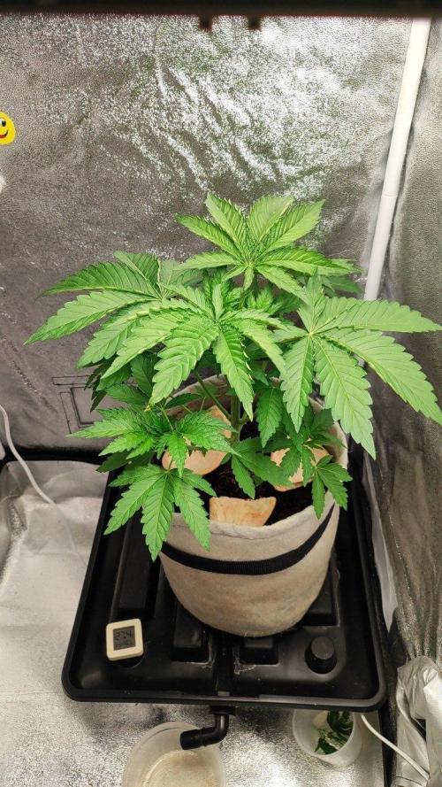 UKHTA (bonus unknown seed). Week 3 - 21day