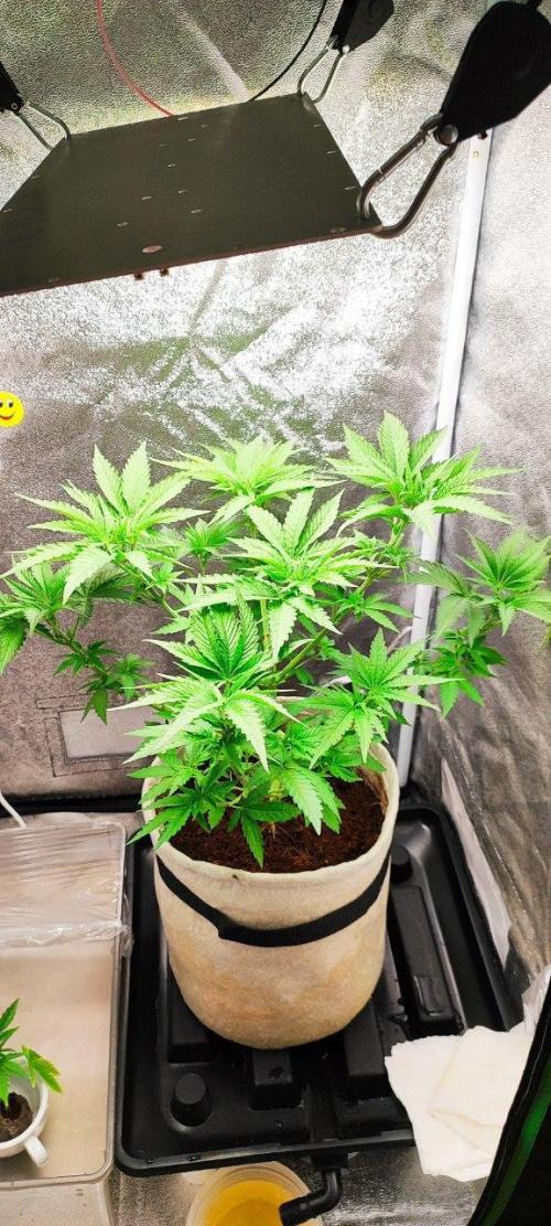 UKHTA (bonus unknown seed). Week 4 - 27-29 day