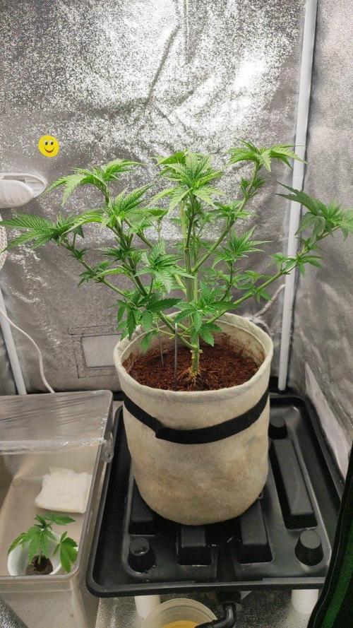 UKHTA (bonus unknown seed). Week 4