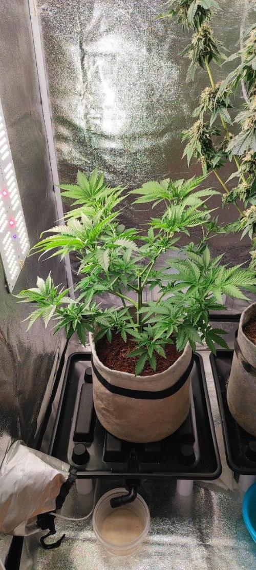 UKHTA (bonus unknown seed). Week 4 -  