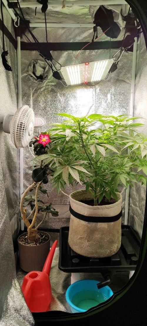 UKHTA (bonus unknown seed). Week 5