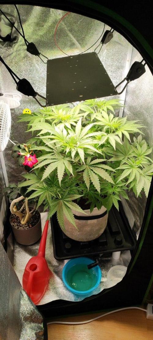 UKHTA (bonus unknown seed). Week 5